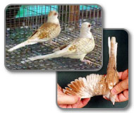 Concours ornithologique à bas en basset, haute-loire (43) par ANIBAL