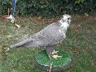Concours ornithologique à Bas en Basset avec l´ASOR